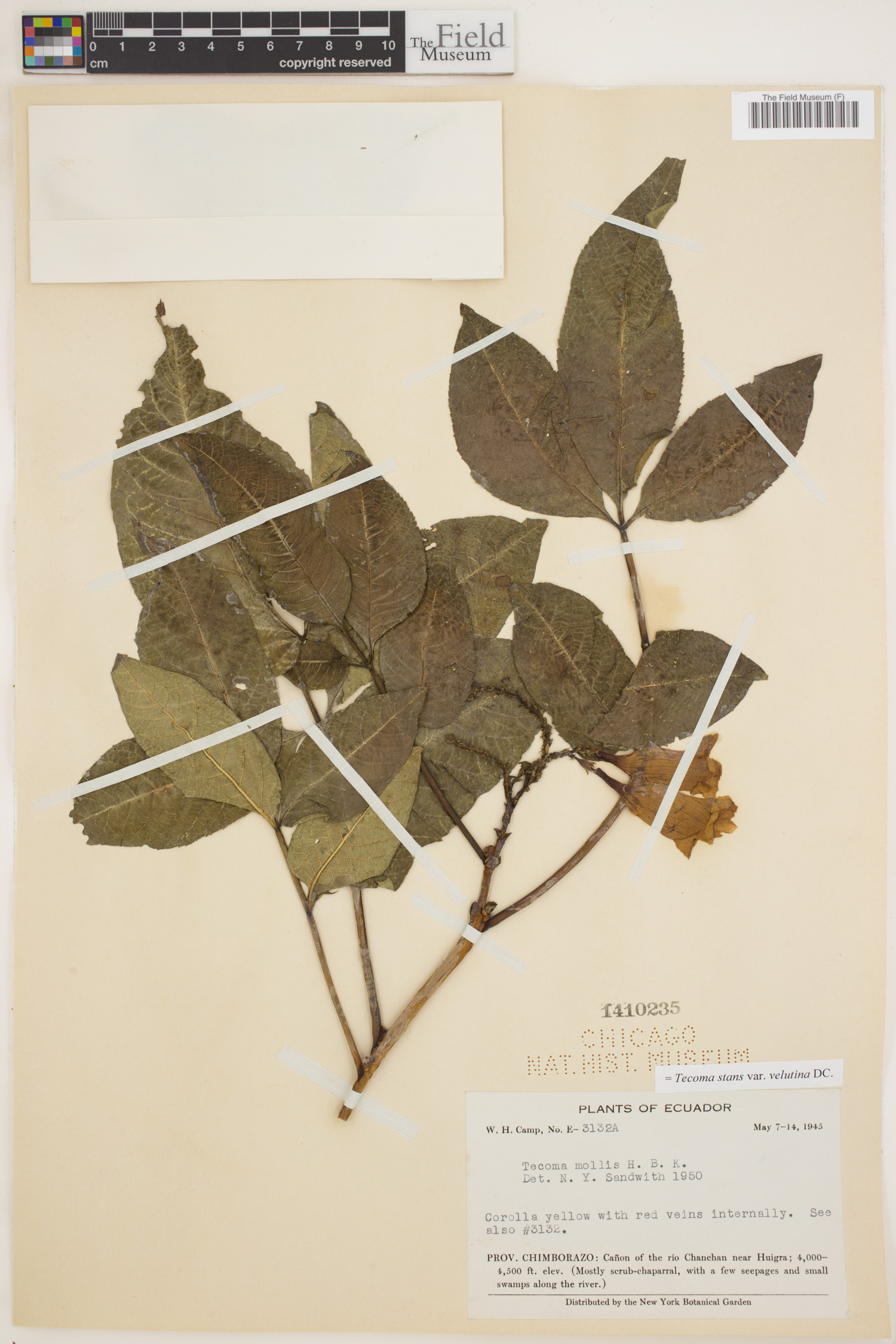 Tecoma stans var. velutina image