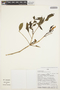 Tecoma stans var. sambucifolia image