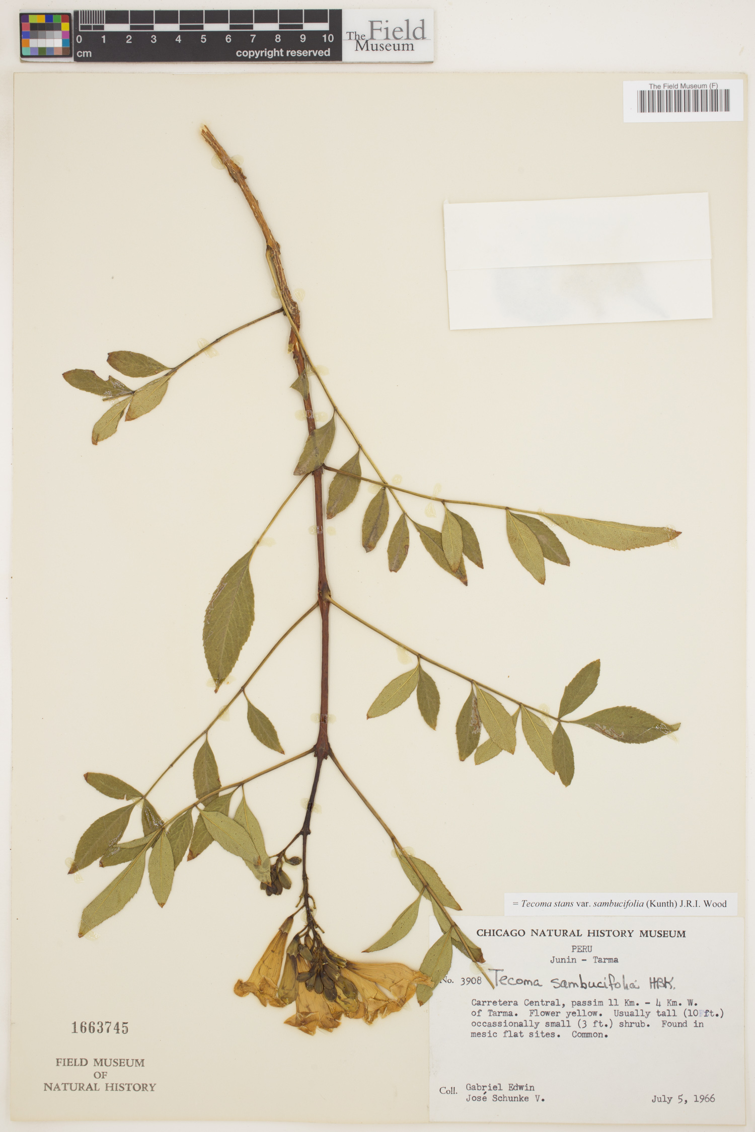 Tecoma stans var. sambucifolia image