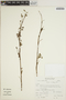 Tecoma rosifolia image