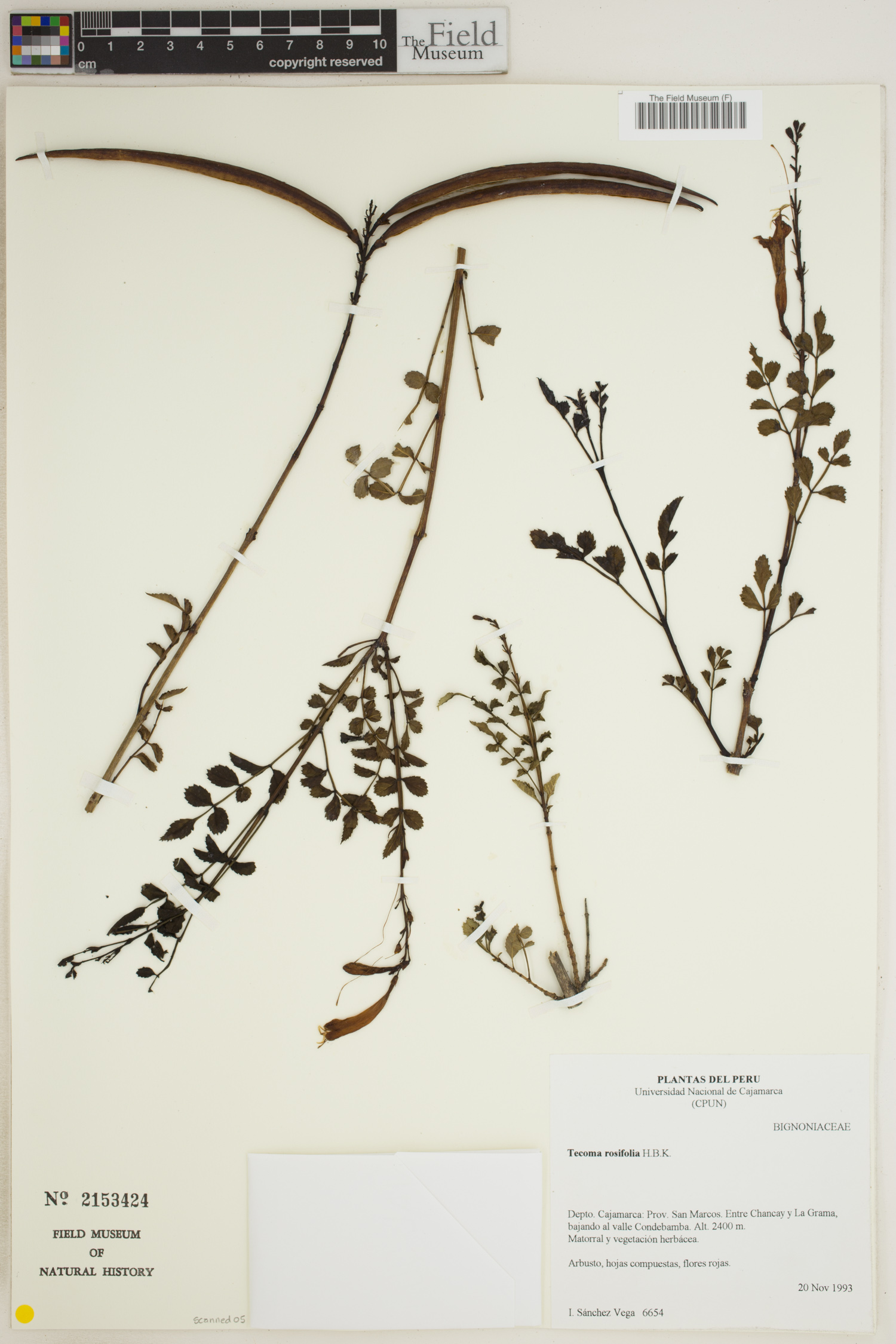 Tecoma rosifolia image