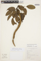 Tynanthus fasciculatus image