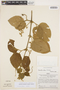 Tynanthus polyanthus image