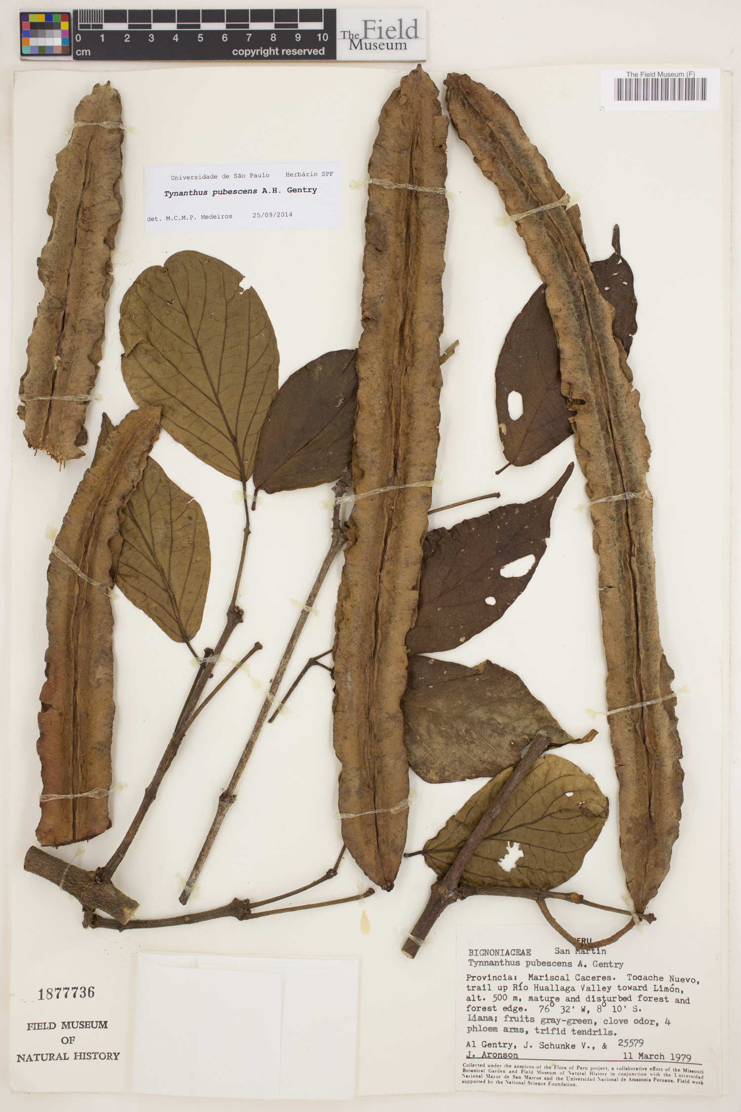 Tynanthus pubescens image