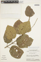 Xylophragma platyphyllum image