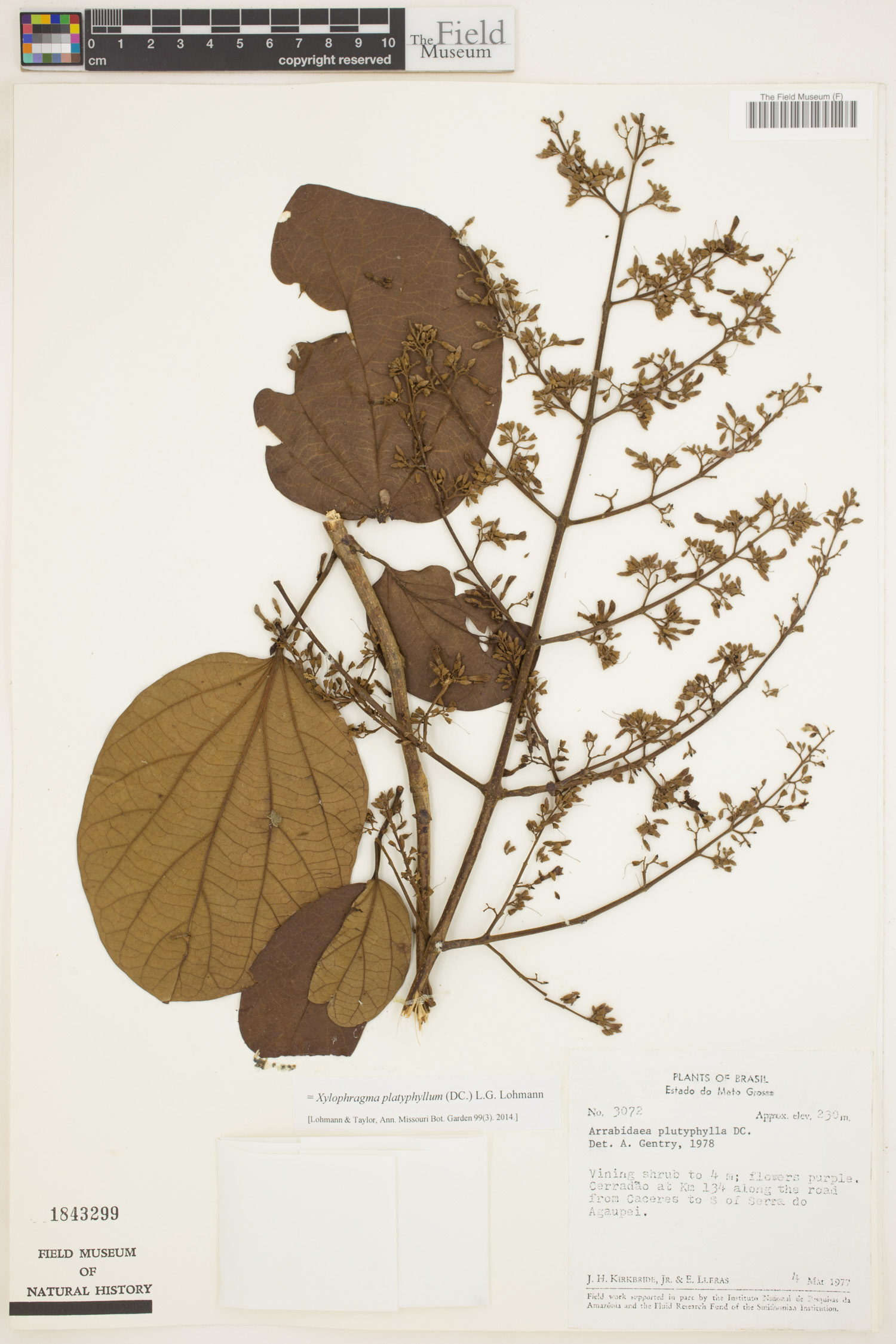 Xylophragma platyphyllum image