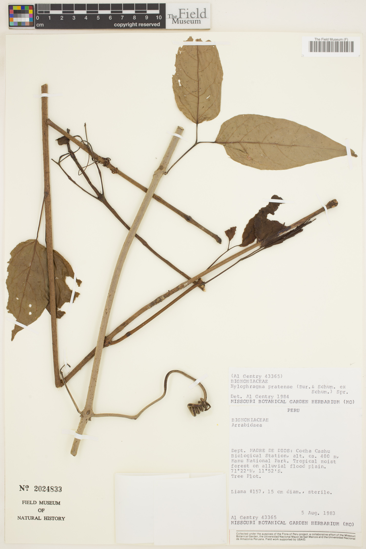 Xylophragma pratense image