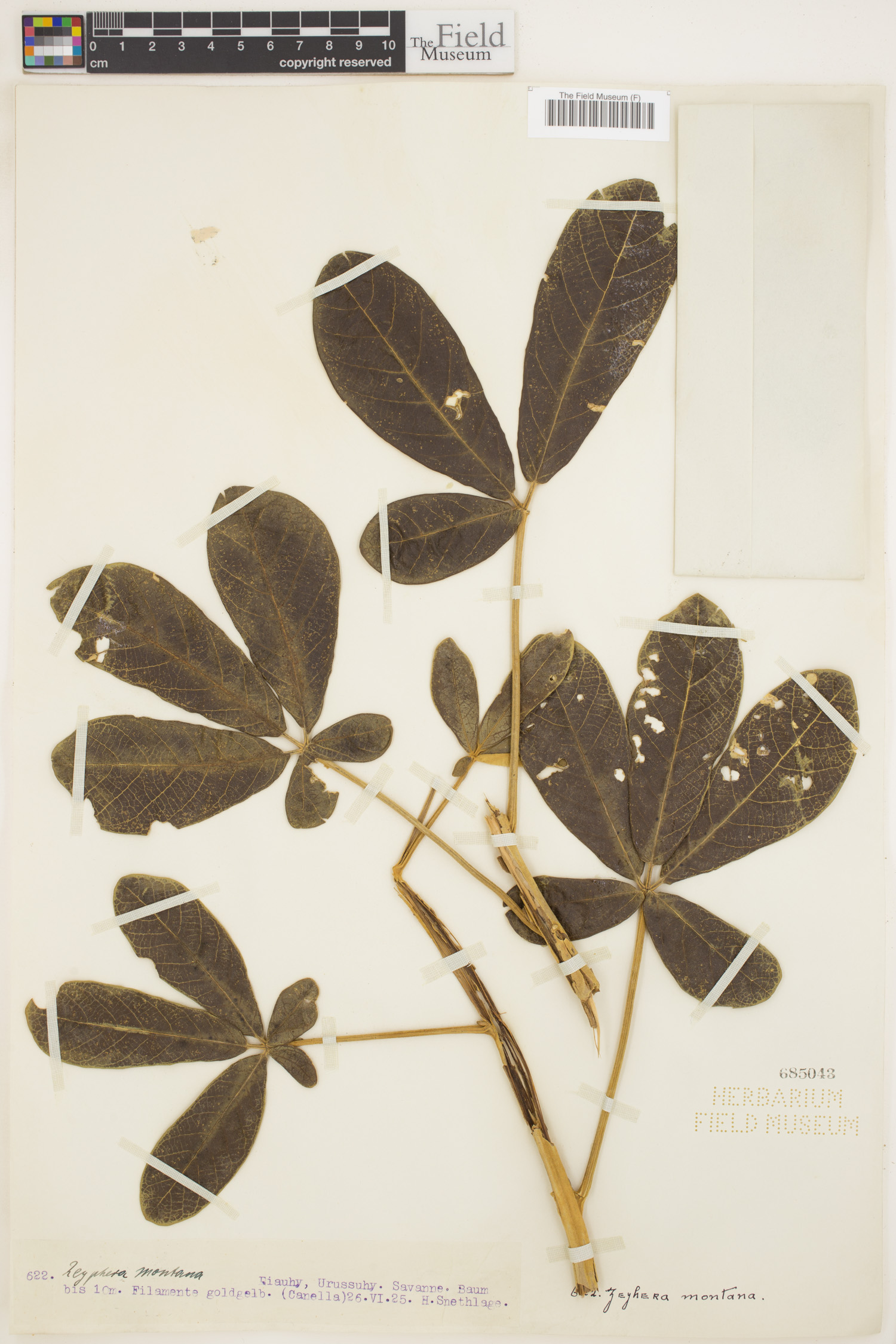 Zeyheria image