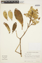 Zeyheria montana image
