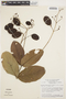 Jacaranda simplicifolia image