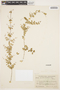 Mansoa parvifolia image