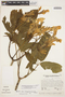 Roseodendron donnell-smithii image