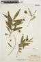 Crinodendron hookerianum image
