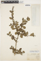 Crinodendron patagua image
