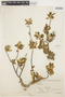 Crinodendron tucumanum image