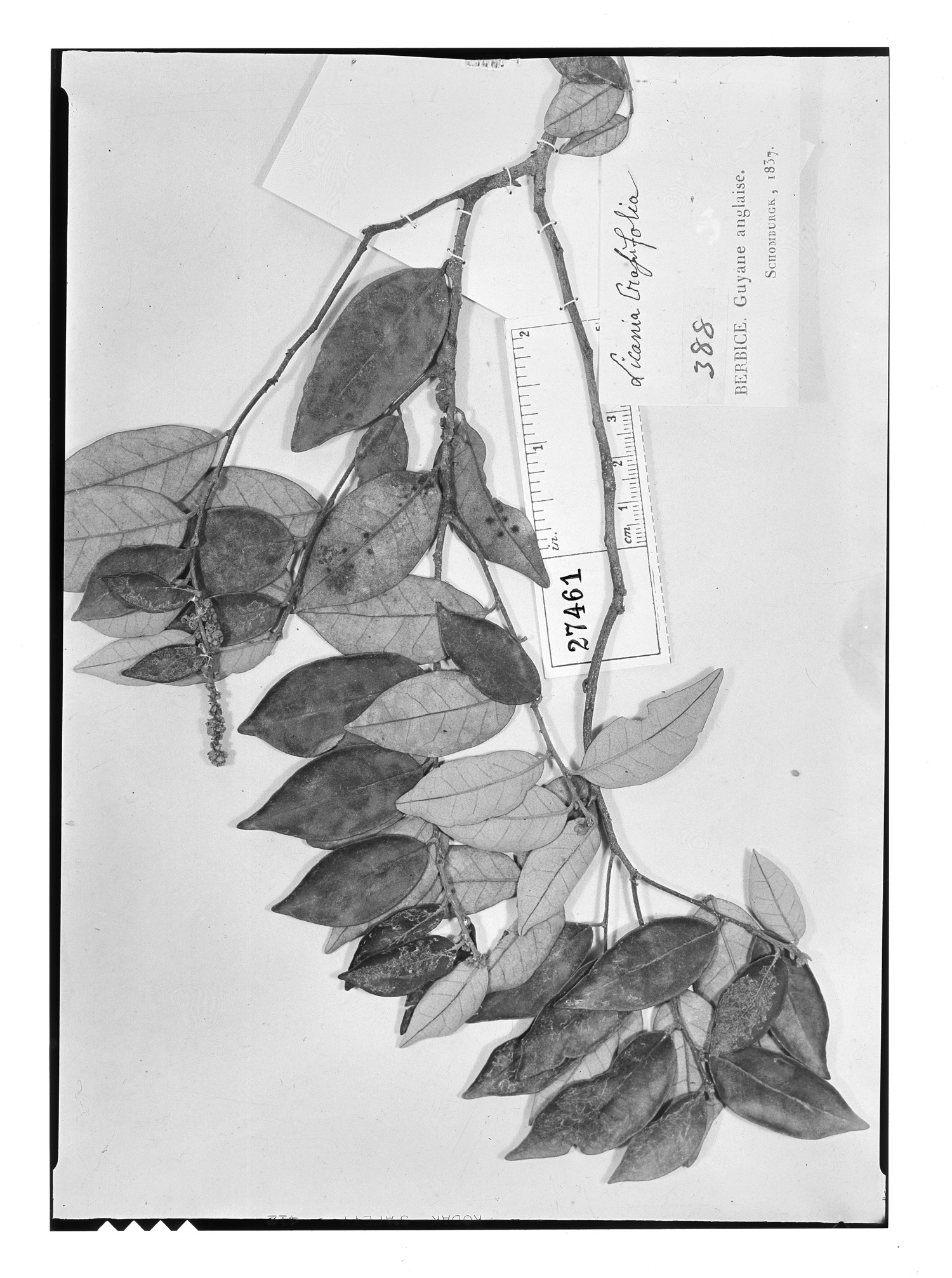 Licania crassifolia image