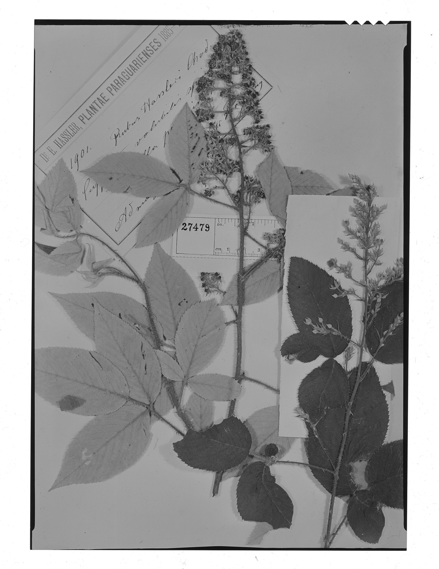 Rubus hassleri image