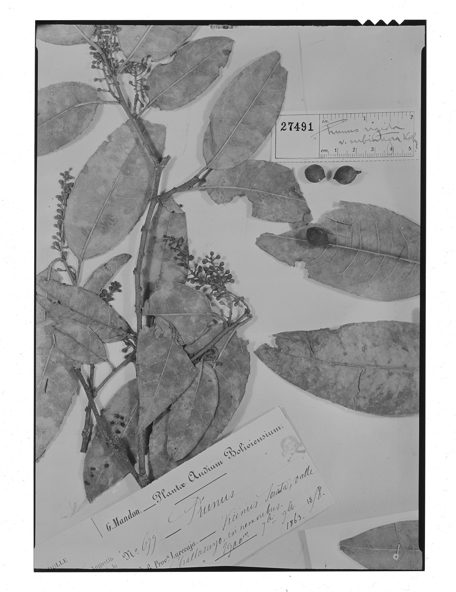 Prunus rigida var. subintegra image