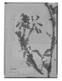 Polylepis australis image