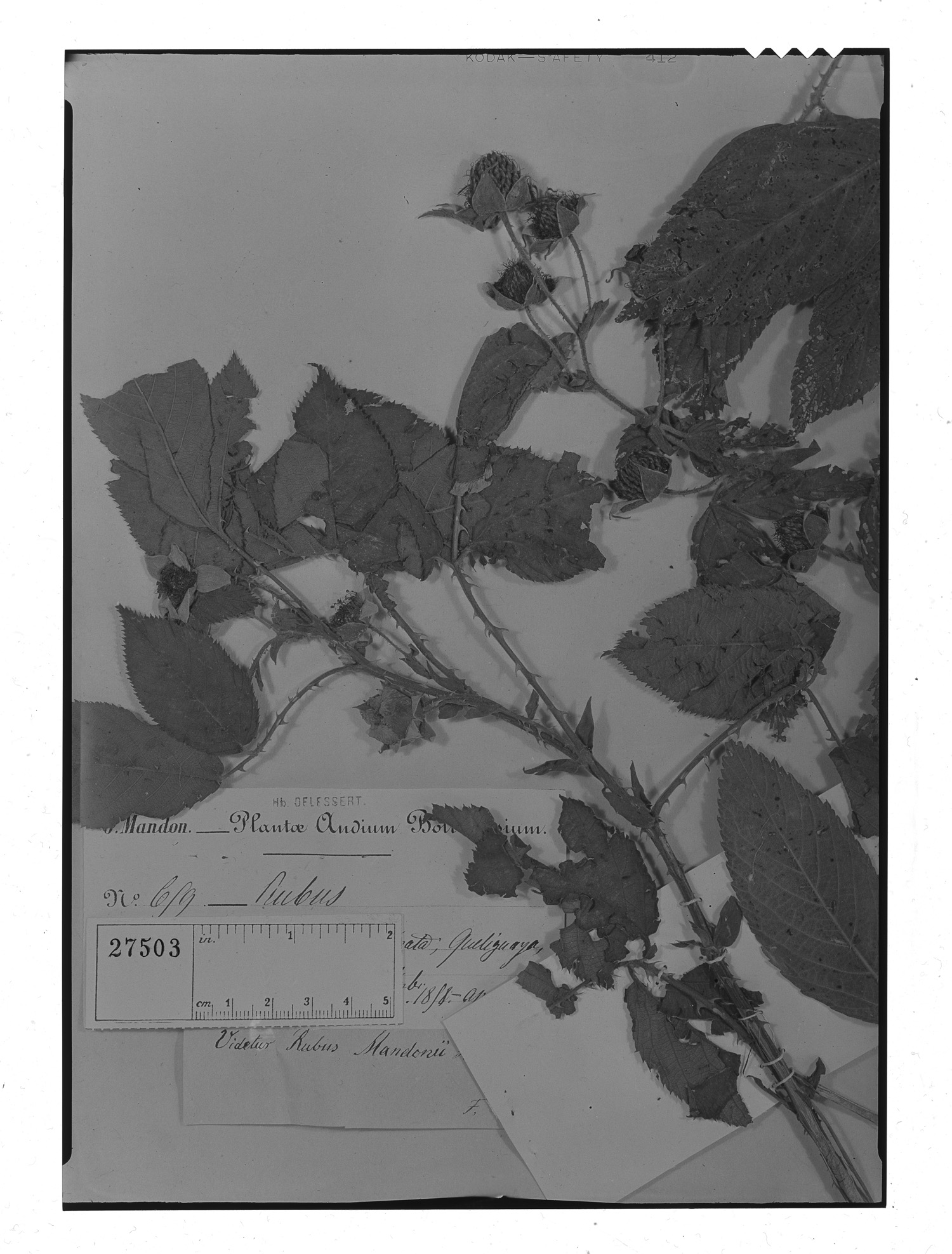 Rubus mandonii image