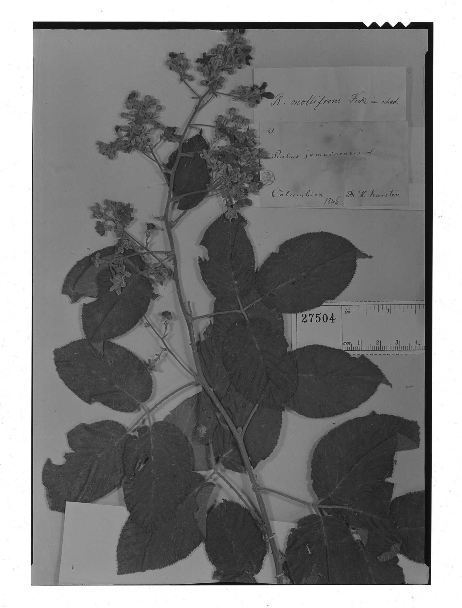 Rubus mollifrons image