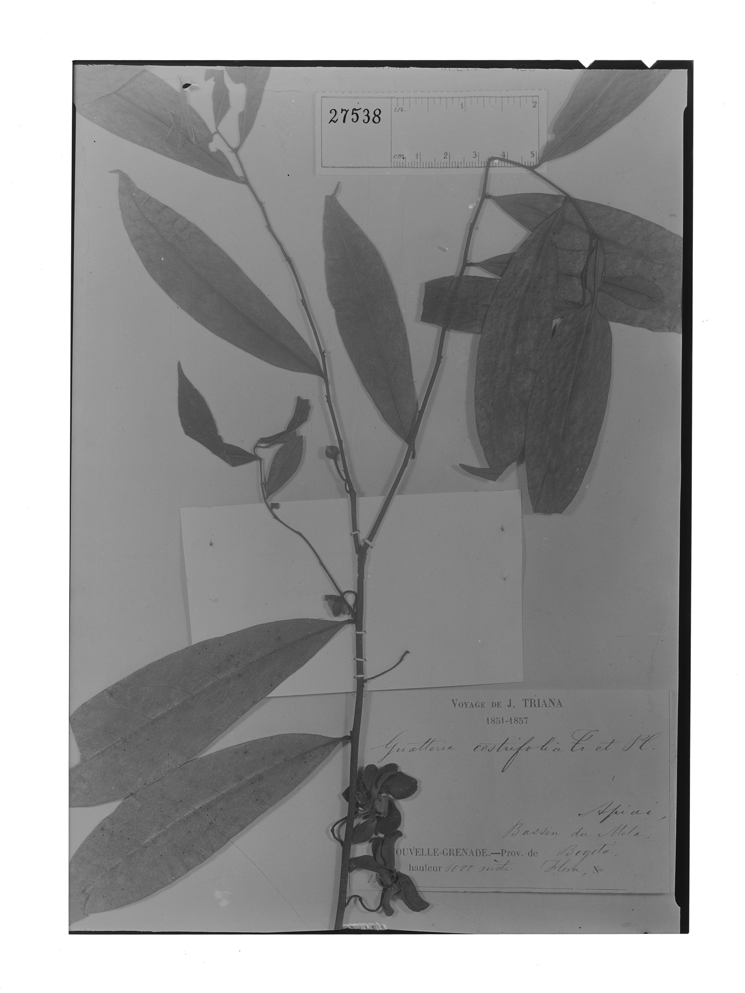 Guatteria cestrifolia image