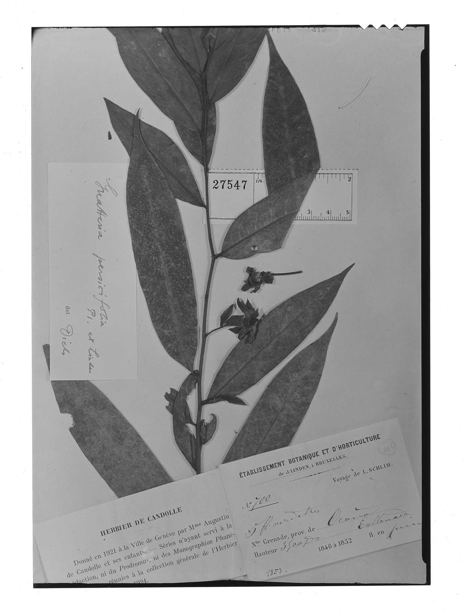 Guatteria persicifolia image