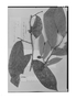 Unonopsis guatterioides image