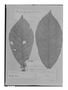 Citrosma limoniodora image