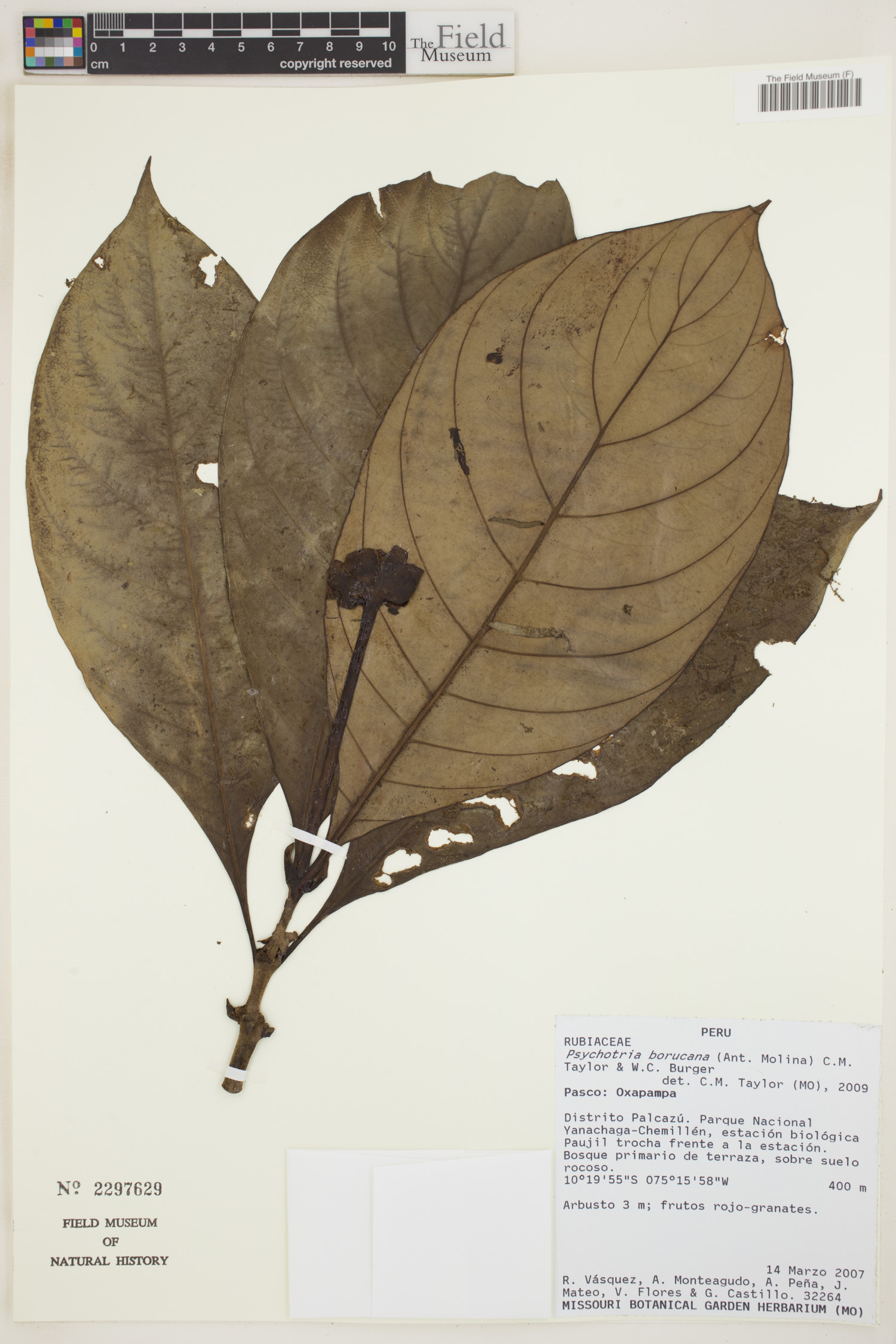 Psychotria borucana image