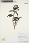 Psychotria virgata image