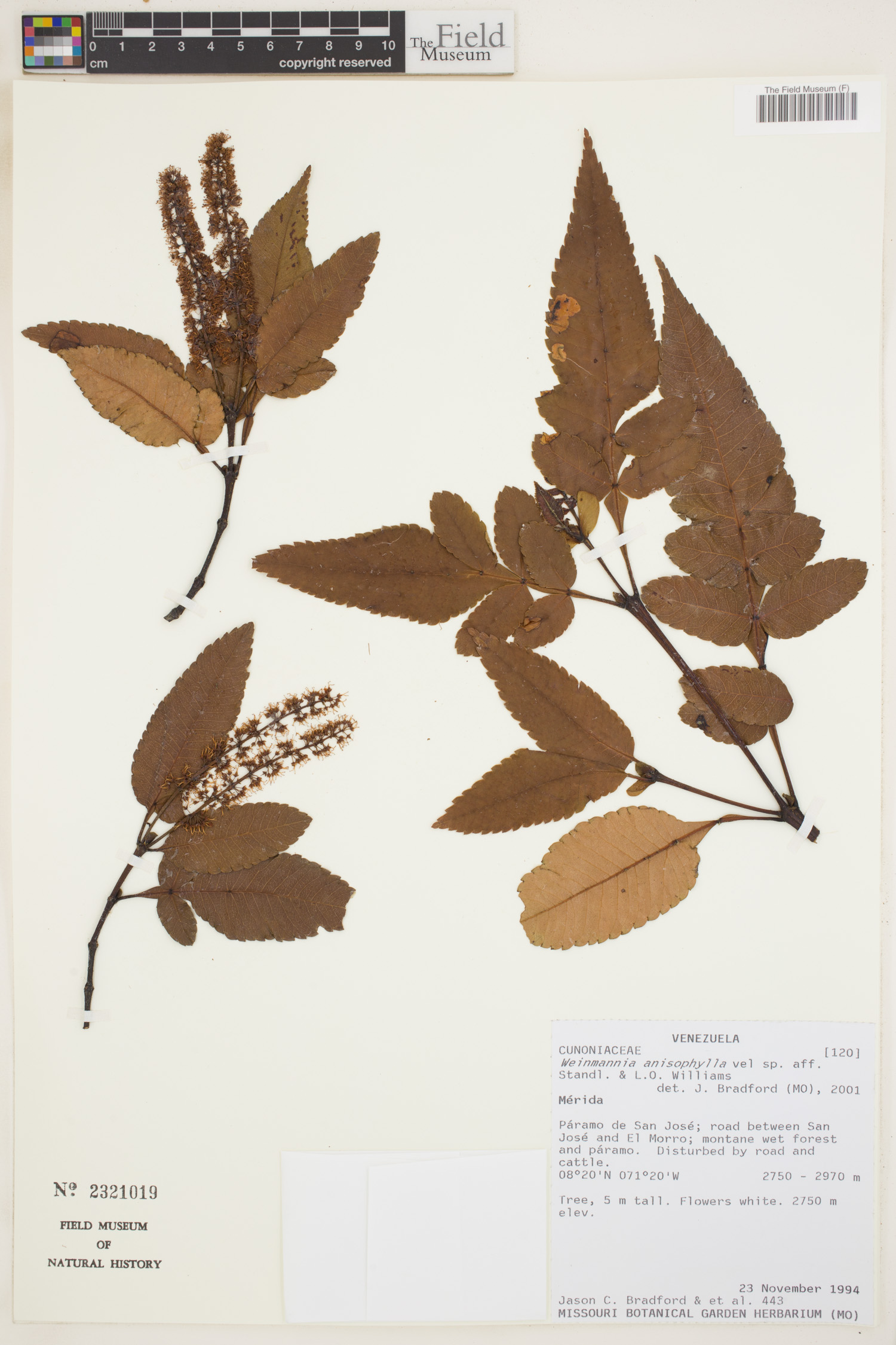 Weinmannia anisophylla image