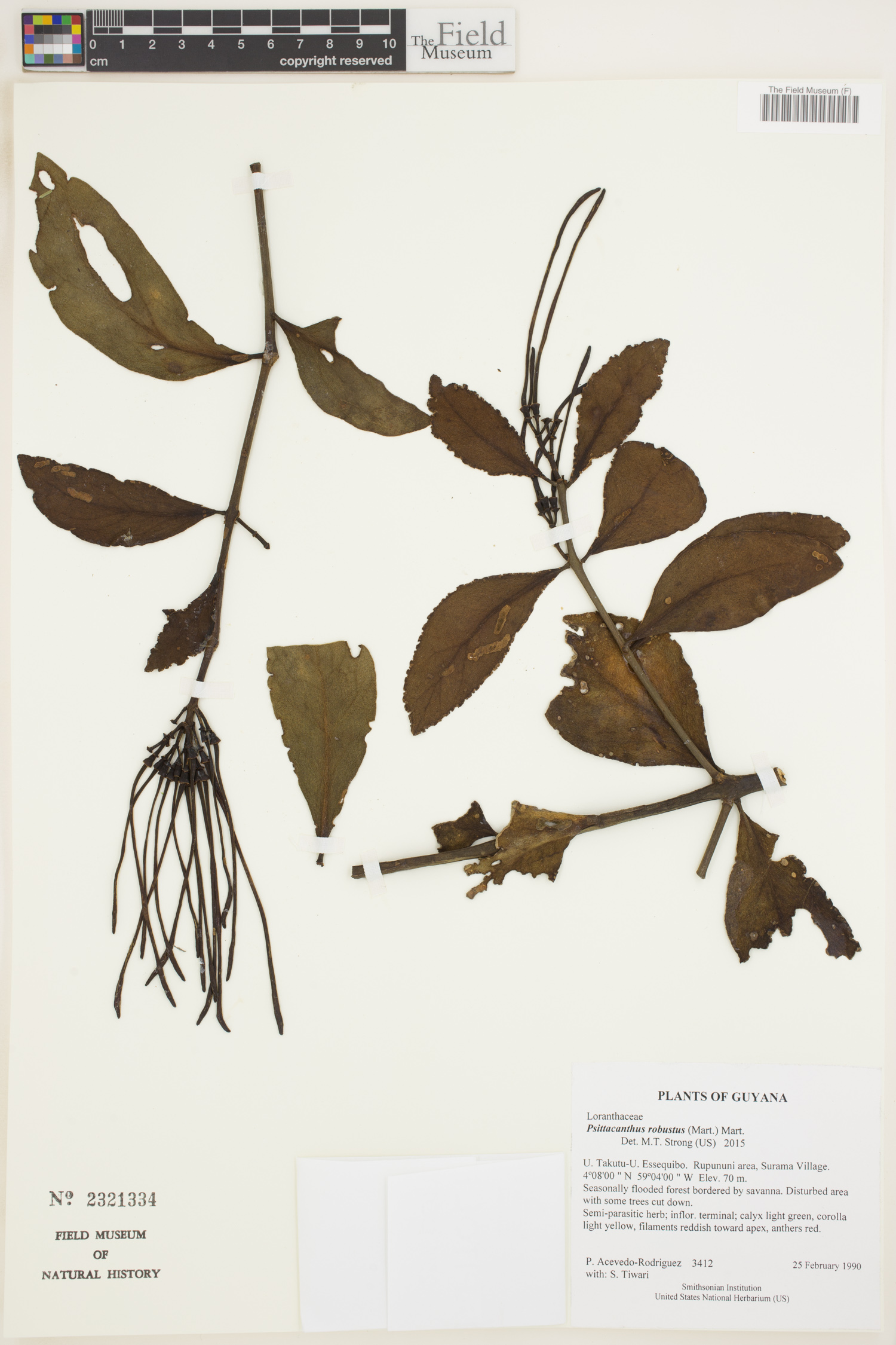 Psittacanthus robustus image