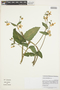 Loasa sclareifolia image