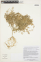 Scyphanthus stenocarpus image