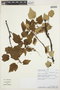 Ribes bolivianum image