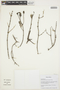 Balbisia peduncularis image