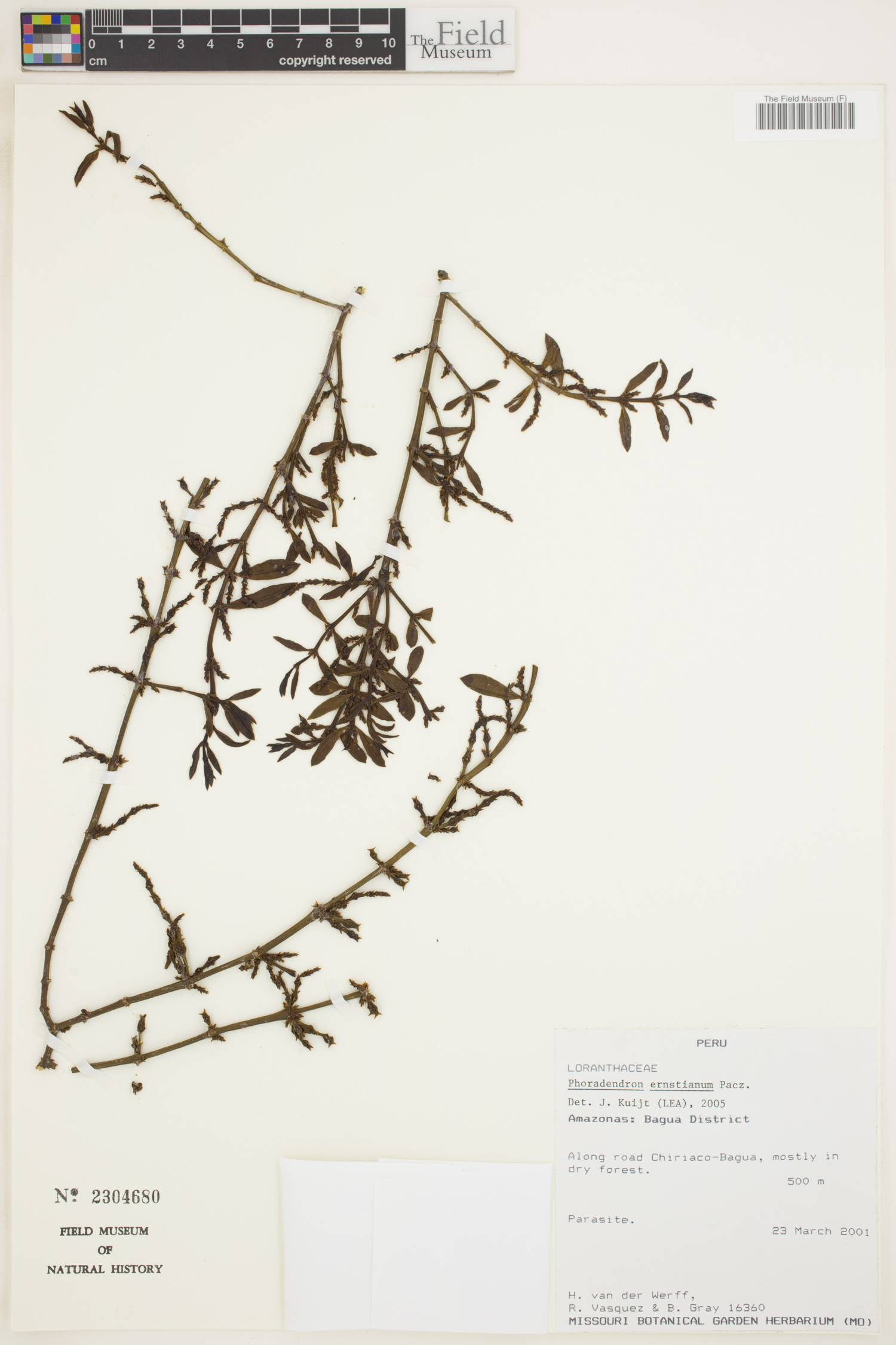 Phoradendron ernstianum image