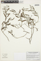 Struthanthus angustifolius image