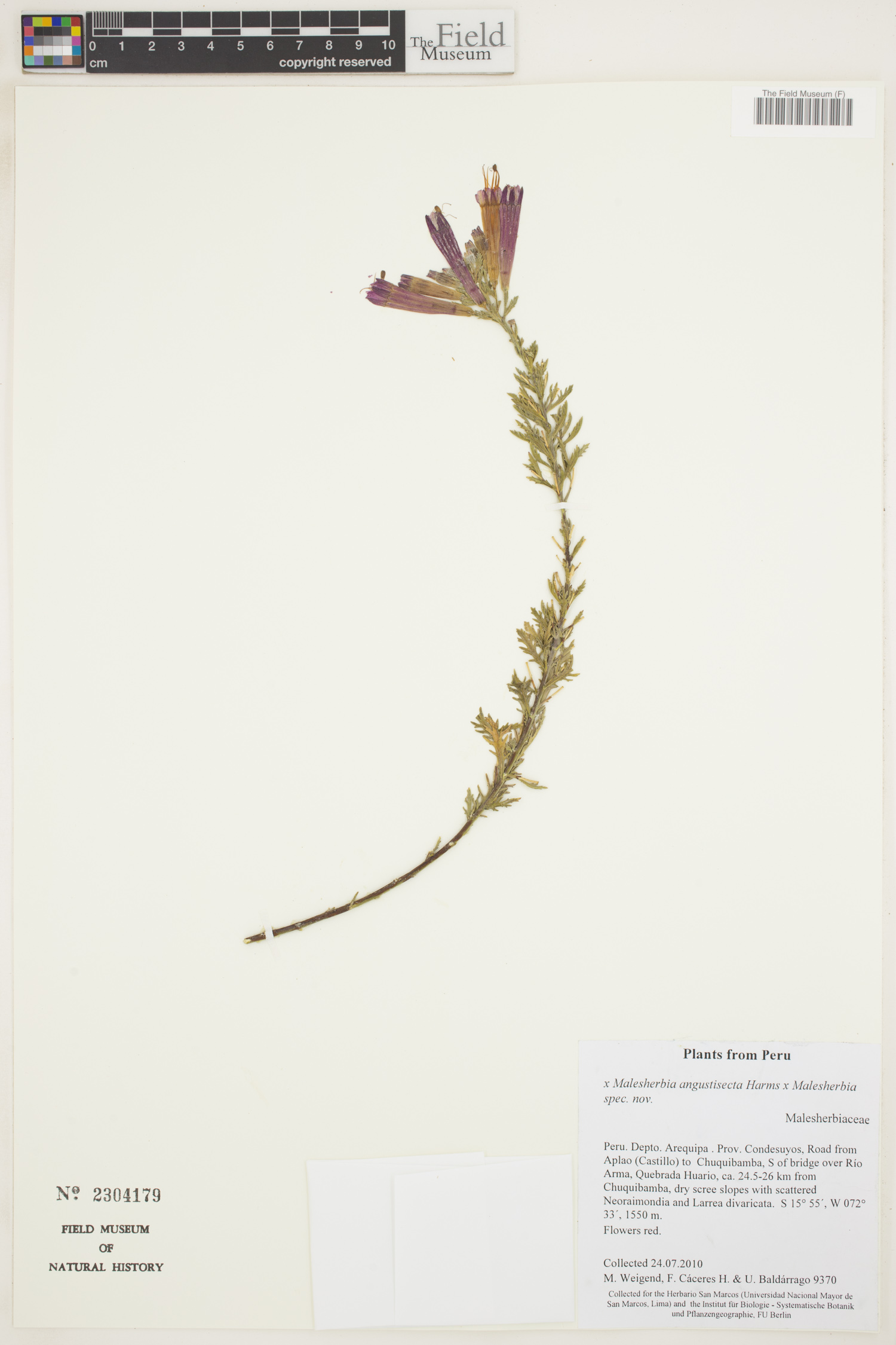 Malesherbia angustisecta image