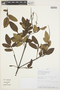 Weinmannia sorbifolia image
