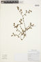 Frankenia chilensis image