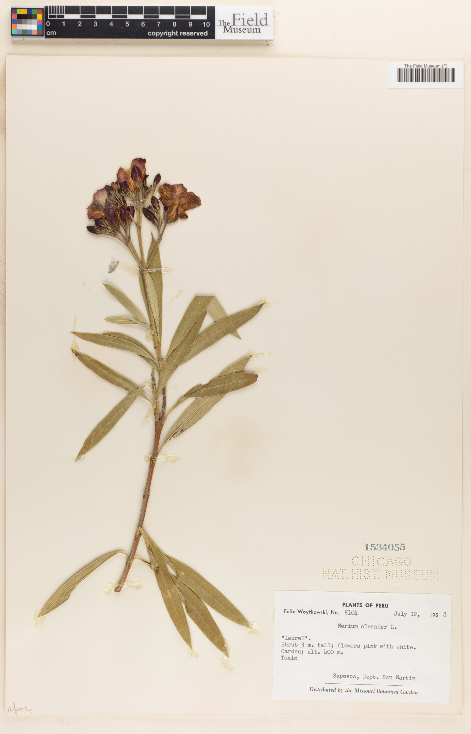 Nerium oleander image