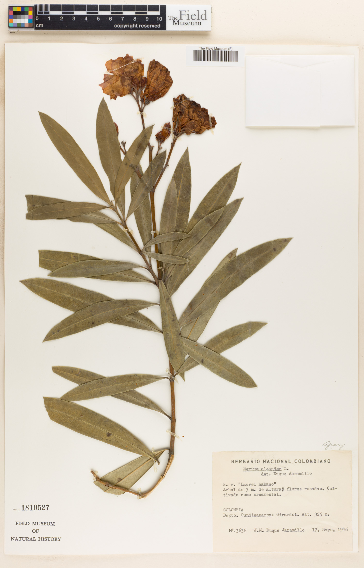 Nerium oleander image