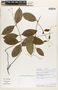 Odontadenia laxiflora image