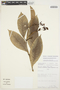 Odontadenia stemmadeniifolia image