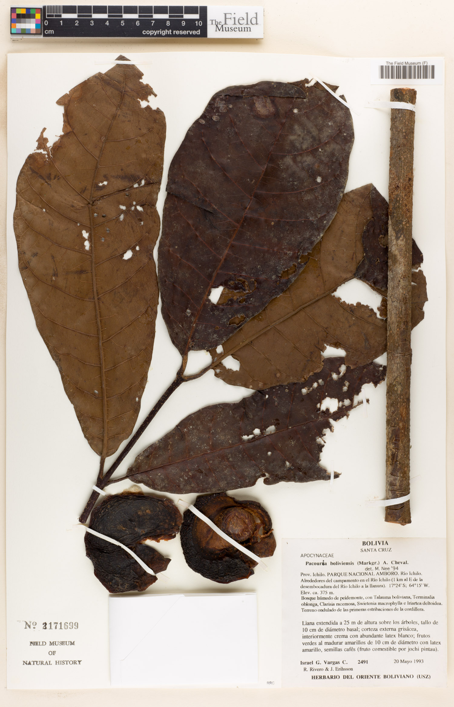 Pacouria boliviensis image