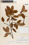 Parahancornia fasciculata image