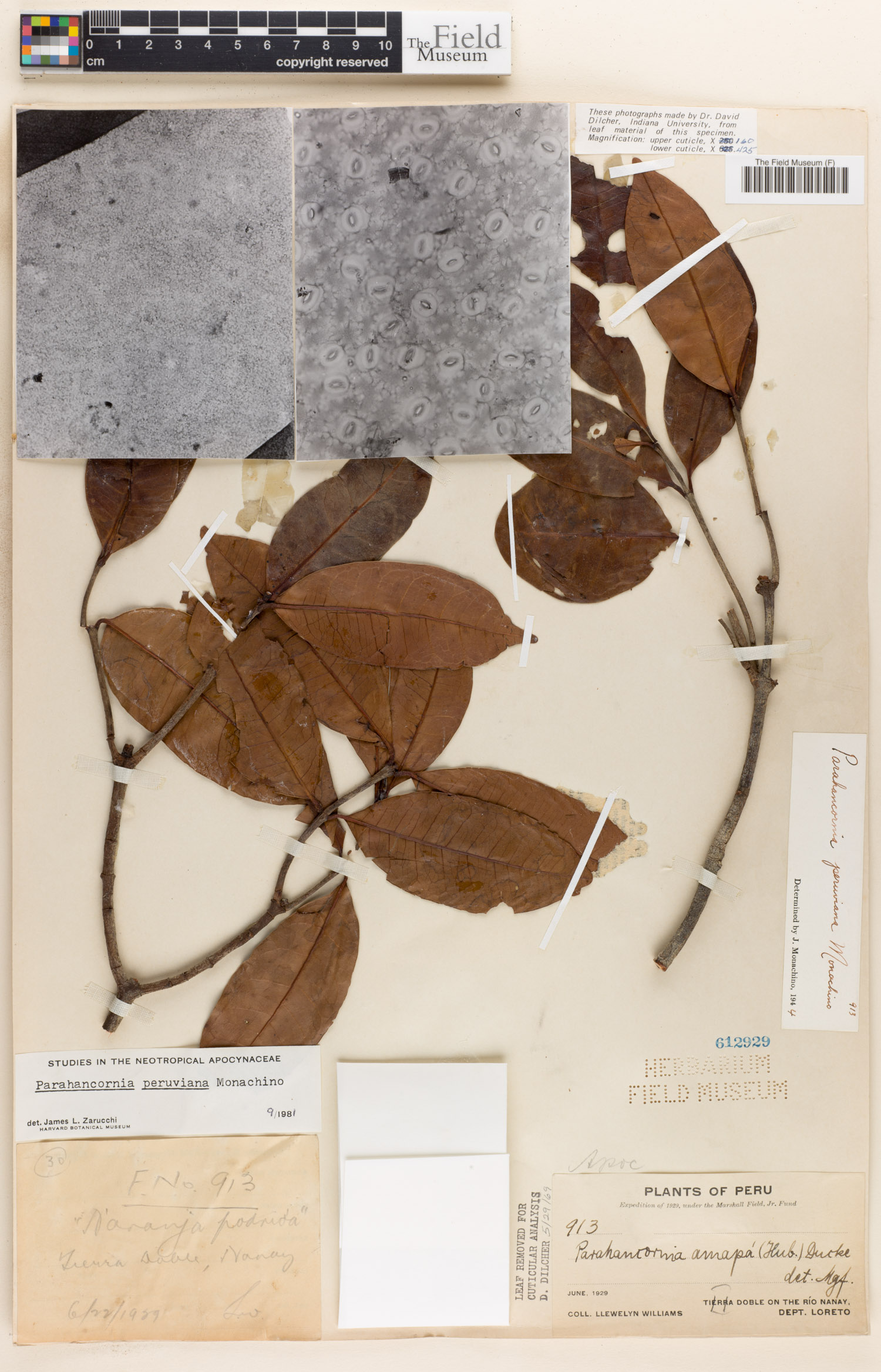 Parahancornia image