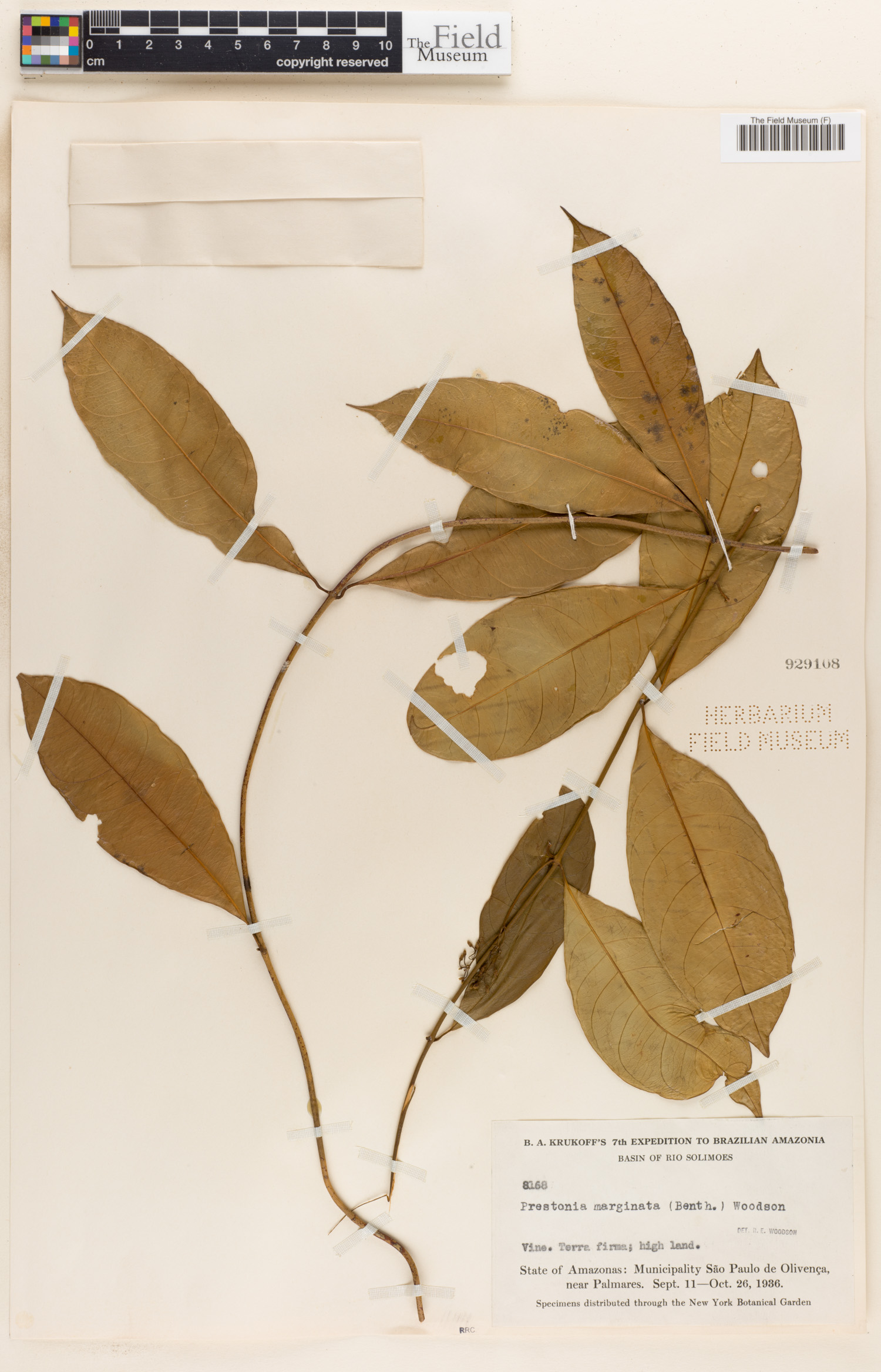 Prestonia marginata image